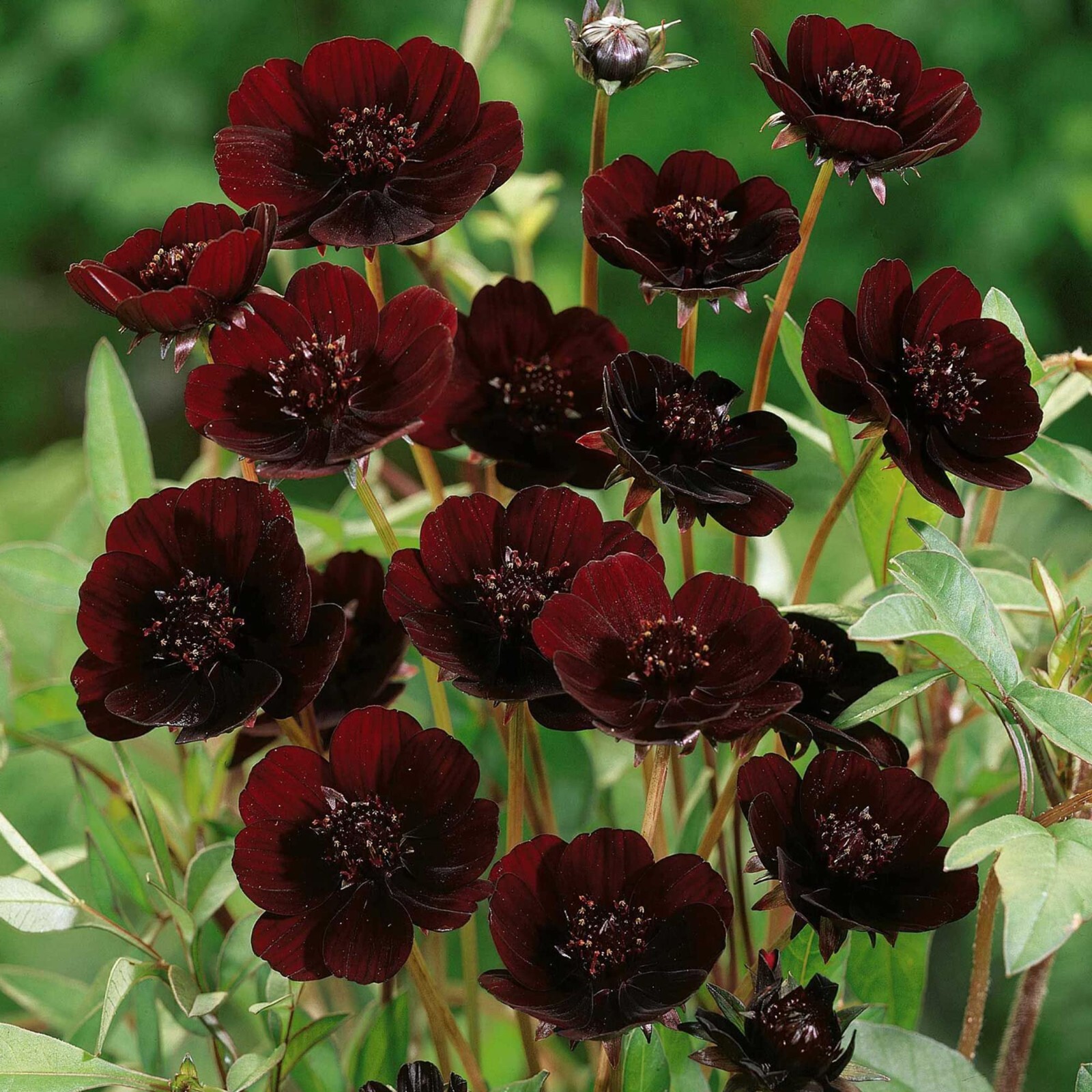 200+ Chocolate Cosmos Seeds for Garden Planting – USA – FREE SHIPPING!