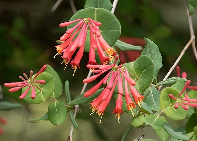 Lonicera sempervirens | Trumpet Honeysuckle ‘Major Wheeler’ | 5 Seeds