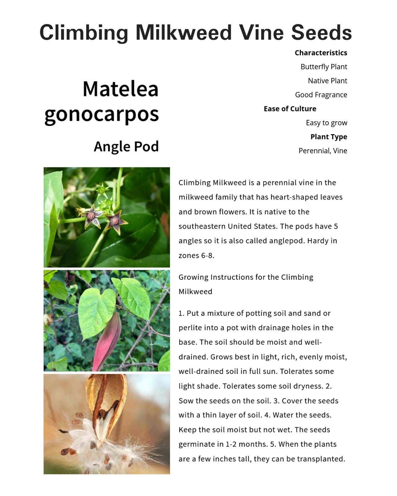 25 Climbing Milkweed/Anglepod Vine Seeds