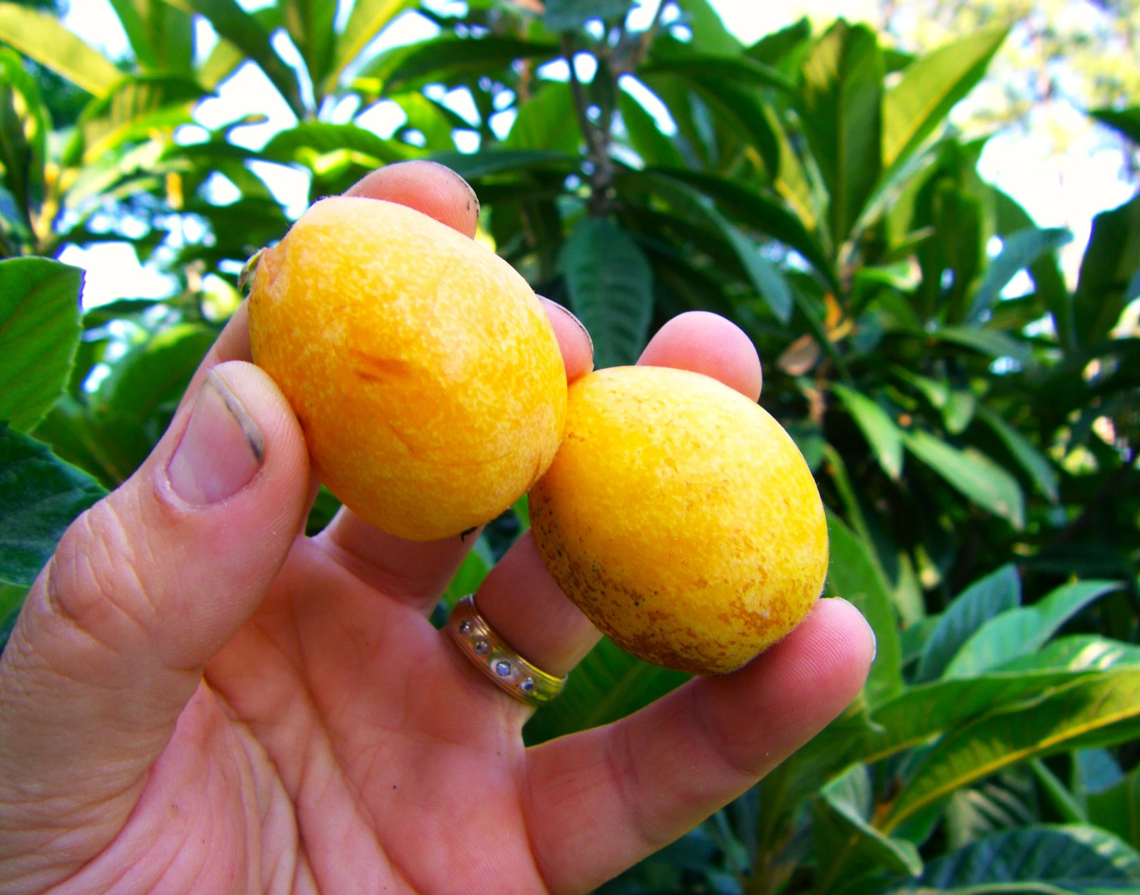 Loquat Tree Seeds – For 2026 Planting Eriobotrya Japonica Chinese Pipa Japanese