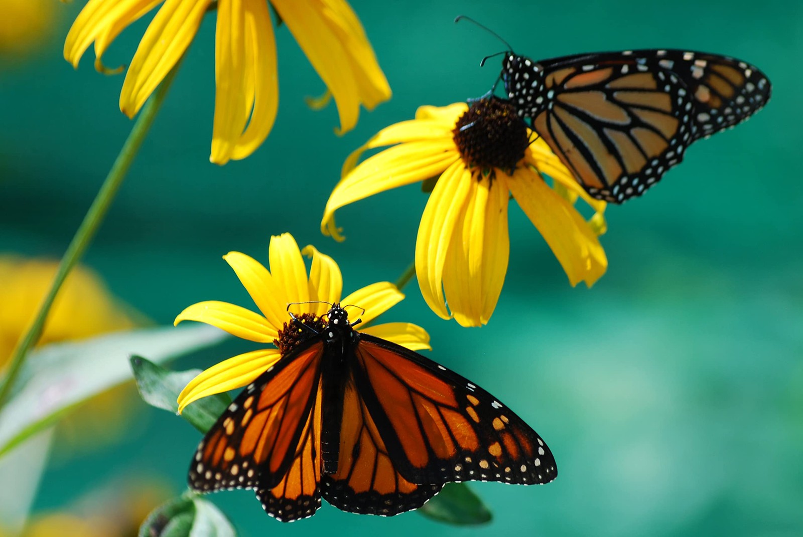 Black Eyed Susan Seeds for Planting, 1 Ounce, 1 Ounce 106,000 Seeds,