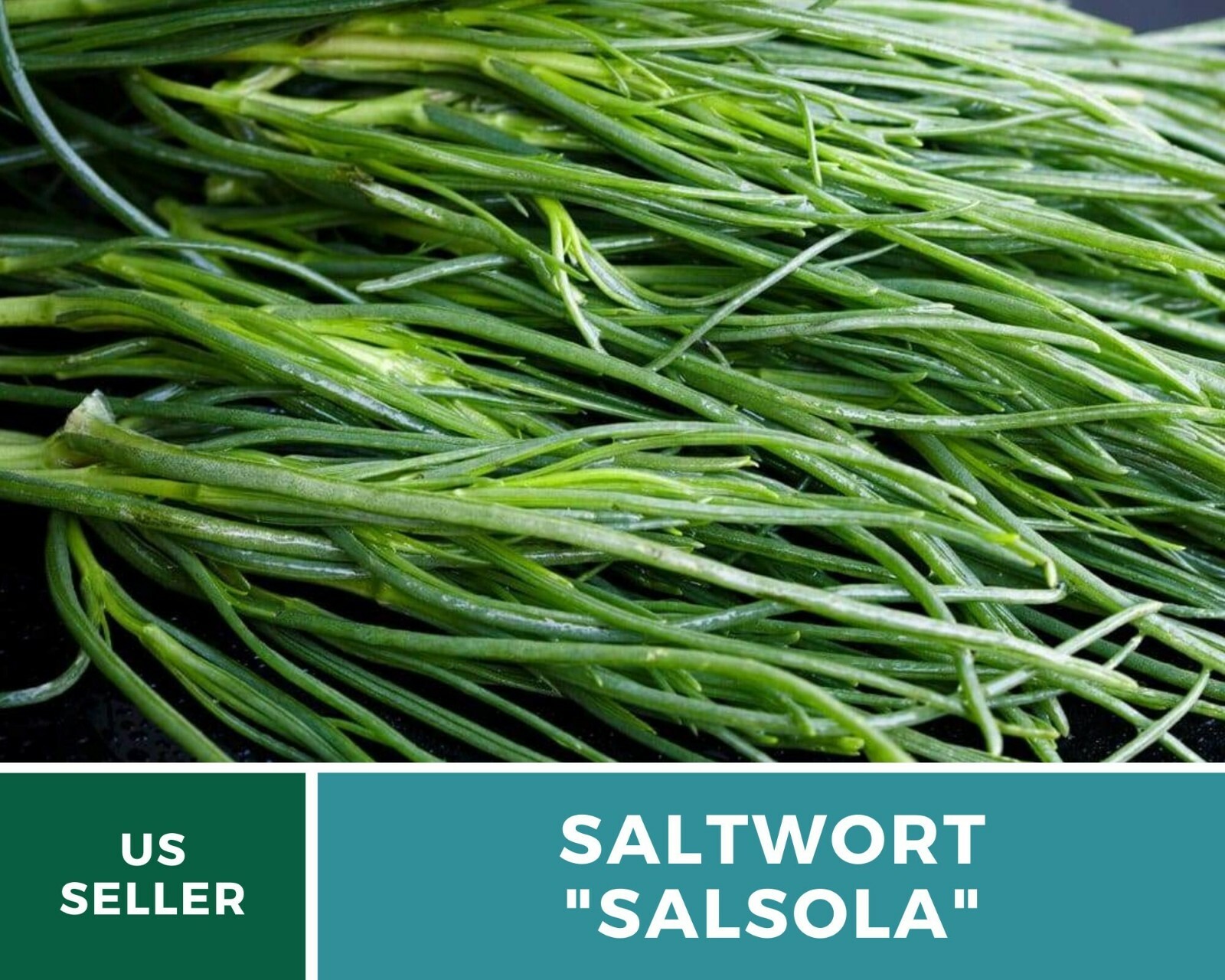 Saltwort – Salsola – 50 Seeds – Culinary/Medicinal Herb – Japanese Land Seaweed