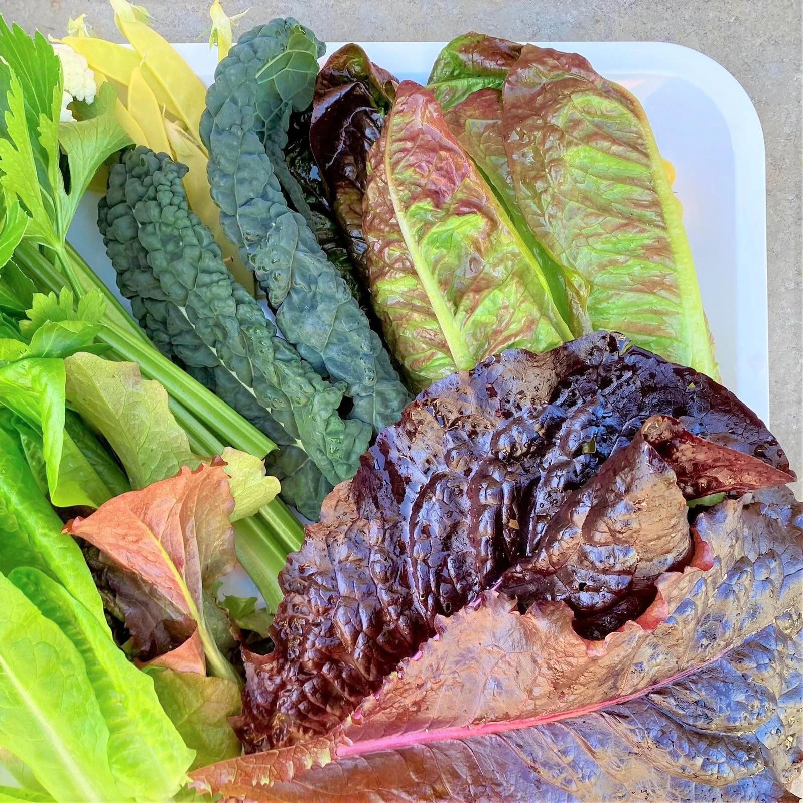 Bronze Mignonette Butterhead Lettuce Seeds | Lactuca Red Buttercrunch Bibb 2024