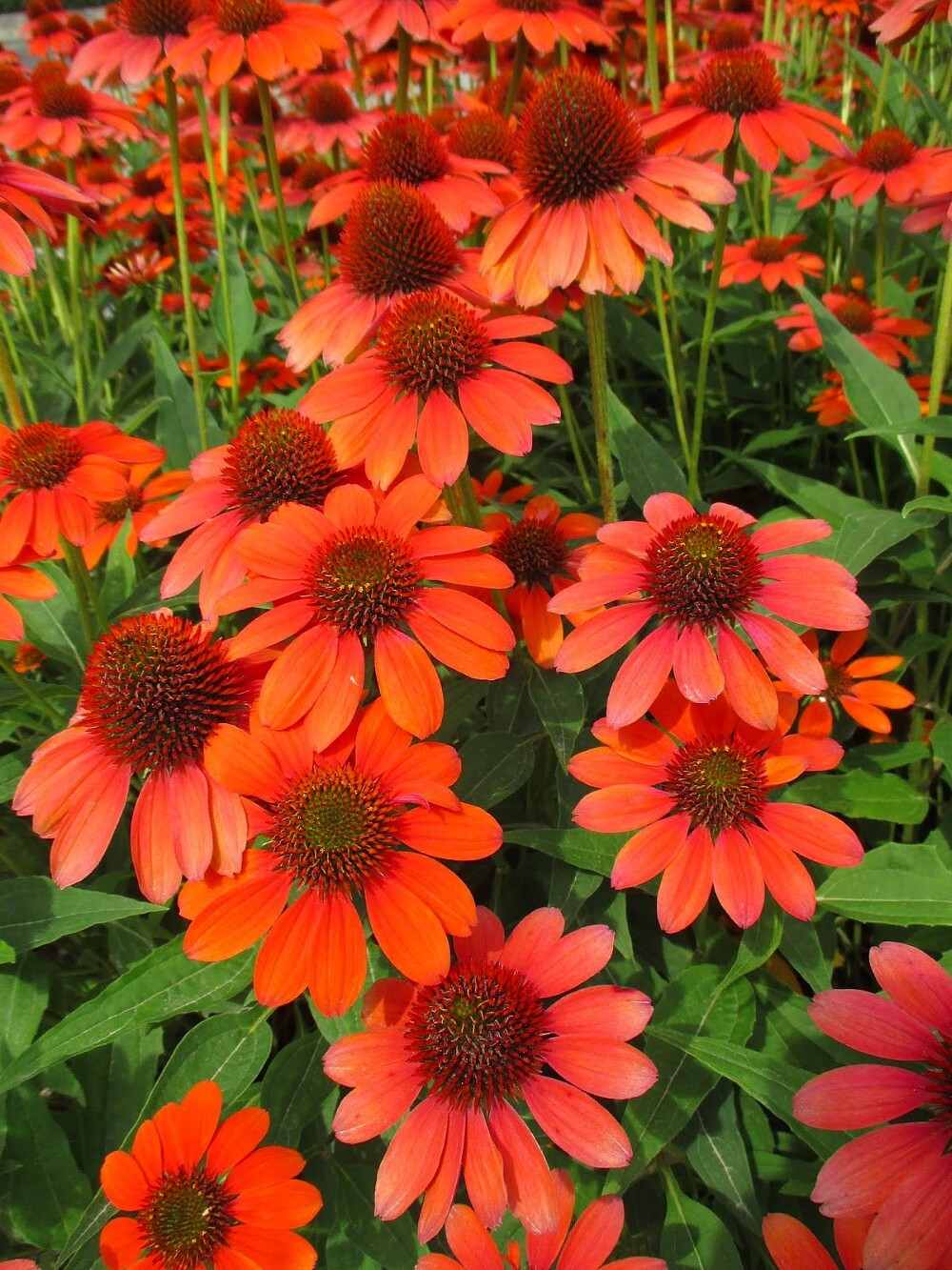 200+ Adobe Orange Coneflower Daisy Seeds for Garden – USA – FAST SHIPPING!
