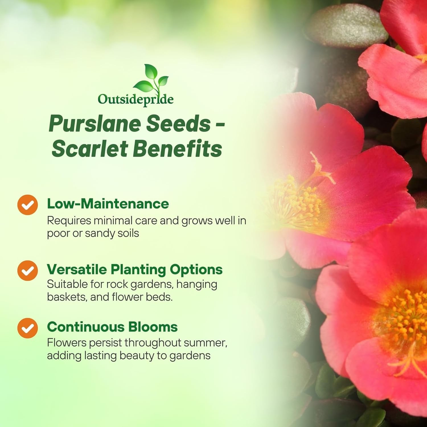 50 Seeds Drought Tolerant Portulaca Oleracea Toucan Scarlet Shades Herb Seeds