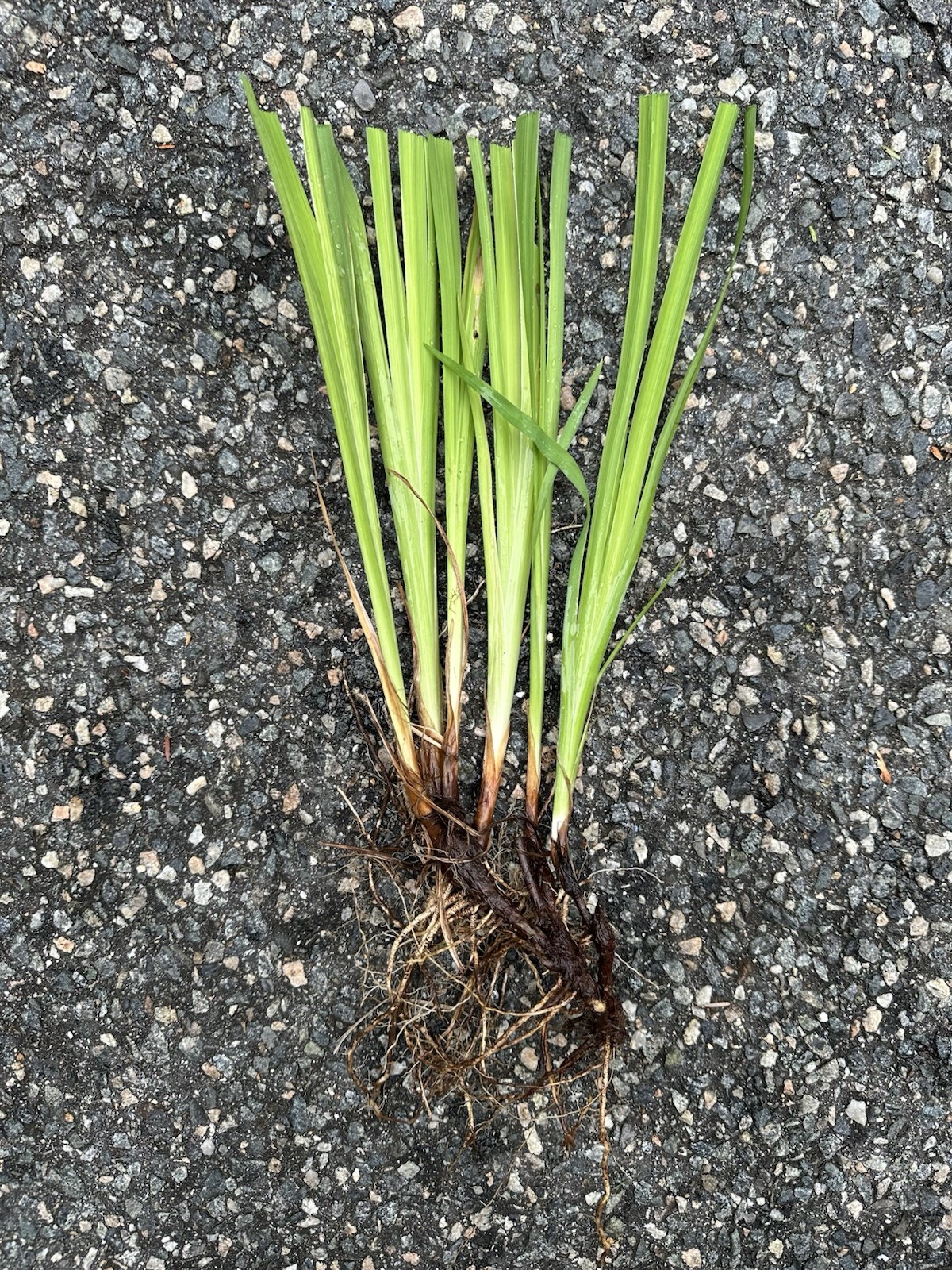 5 Siberian Iris Rhizomes White Siberian Iris Plants Bulbs Rhizomes With Foliage