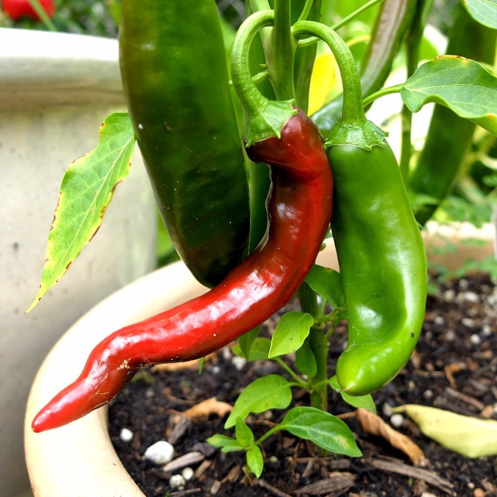 Guajillo Chili Pepper Seeds, NON-GMO, Mexican Cuisine, Chile, FREE SHIPPING