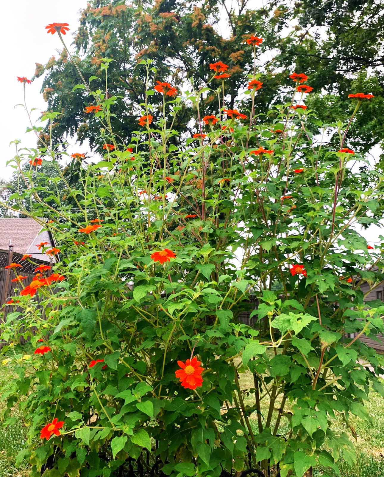 Mexican Sunflower Seeds | For Planting Tithonia Red Daisy Sun Flower Seed 2025