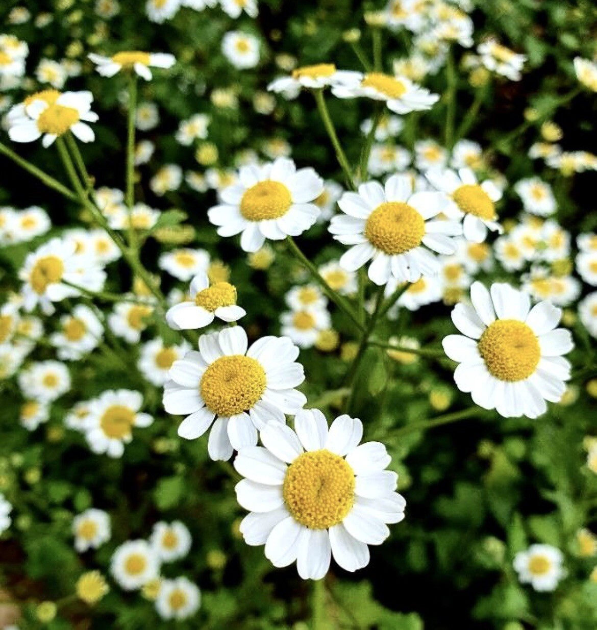 Feverfew, Tanacetum Parthenium – 200 Seeds 2024 – USA