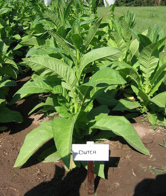 1000 Ohio Dutch Tobacco Seeds – Nicotiana tabacum – Cigar or Pipe Tobacco