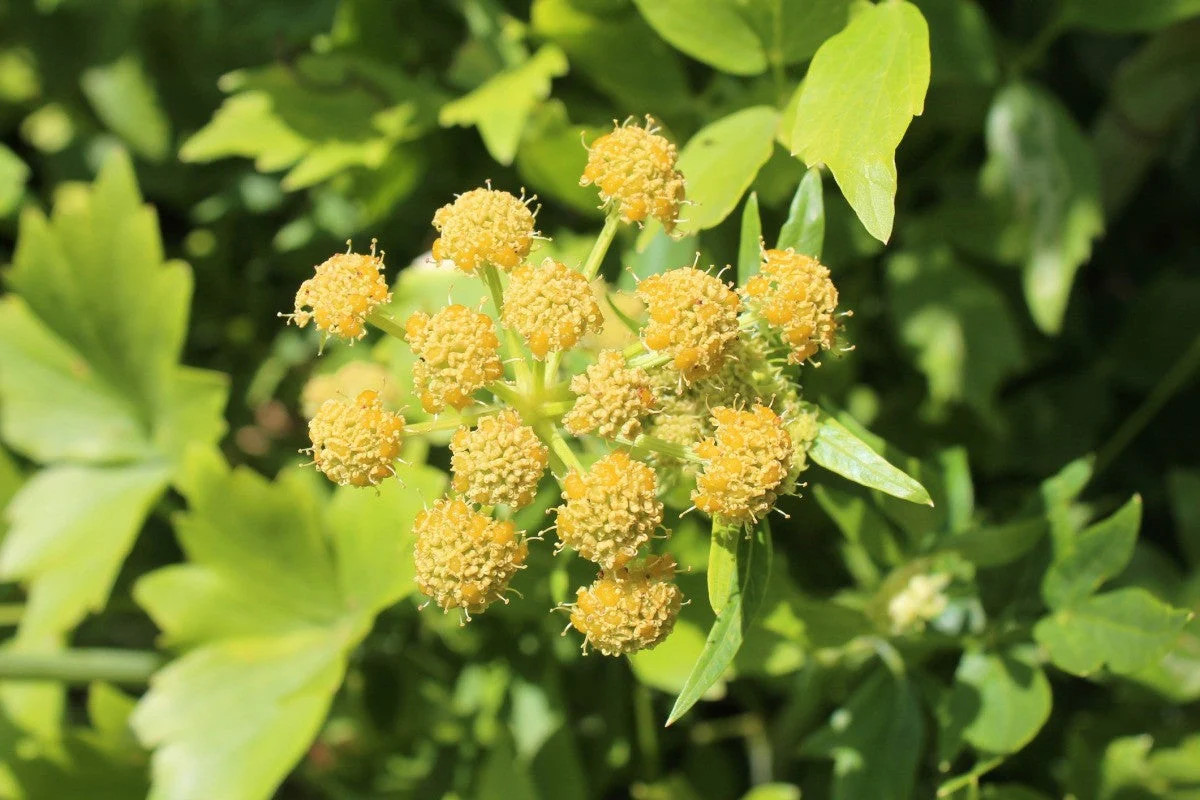 Lovage Seeds | Levisticum European Magnus Celery Parsley Herb Garden Seed 2024