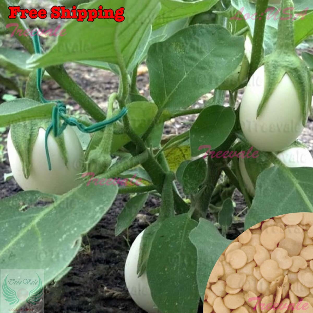 Small White Egg Eggplant Seeds, Thai/Easter White Egg Eggplant | Vegetable Seeds