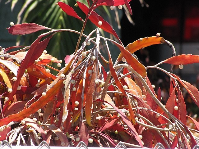 Rhipsalis ramulosa | Red Mistletoe Cactus | 10 Seeds