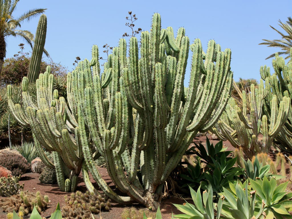Myrtillocactus geometrizans (Blue Candle) Cactus Seeds (100 Seeds)