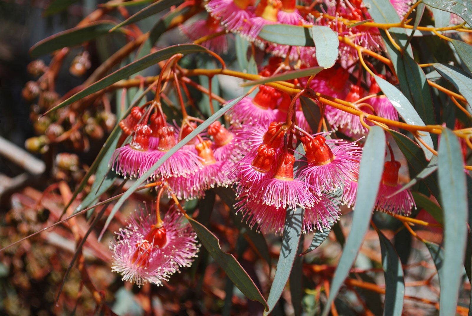 Eucalyptus torquata | Coolgardie & Coral Gum | 50_Seeds