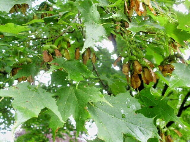 20 BONFIRE SUGAR MAPLE SEEDS – Acer saccharum ‘Bonfire”