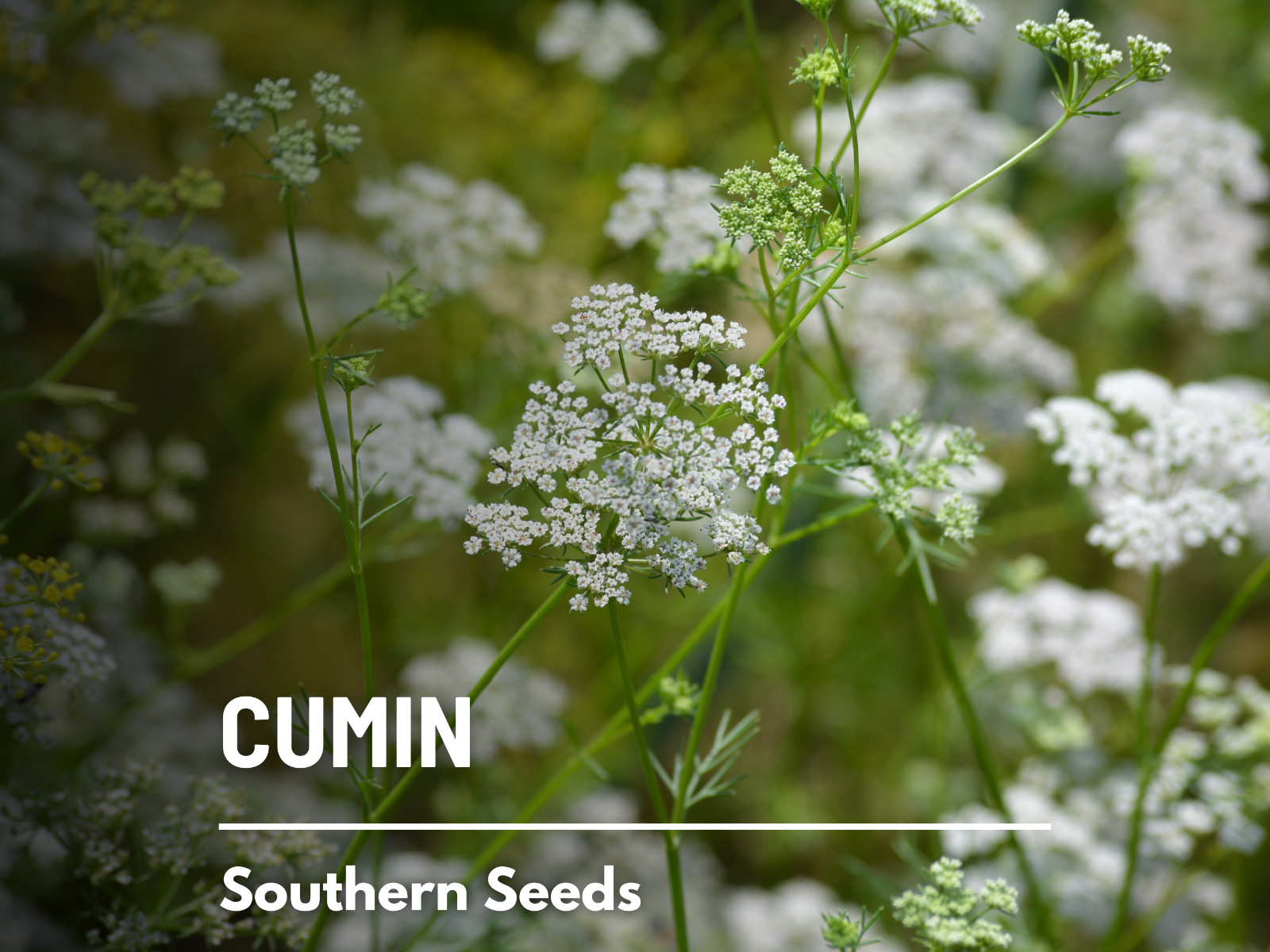 Cumin – 100 Seeds – Medicinal & Culinary Herb – Heirloom – Non GMO