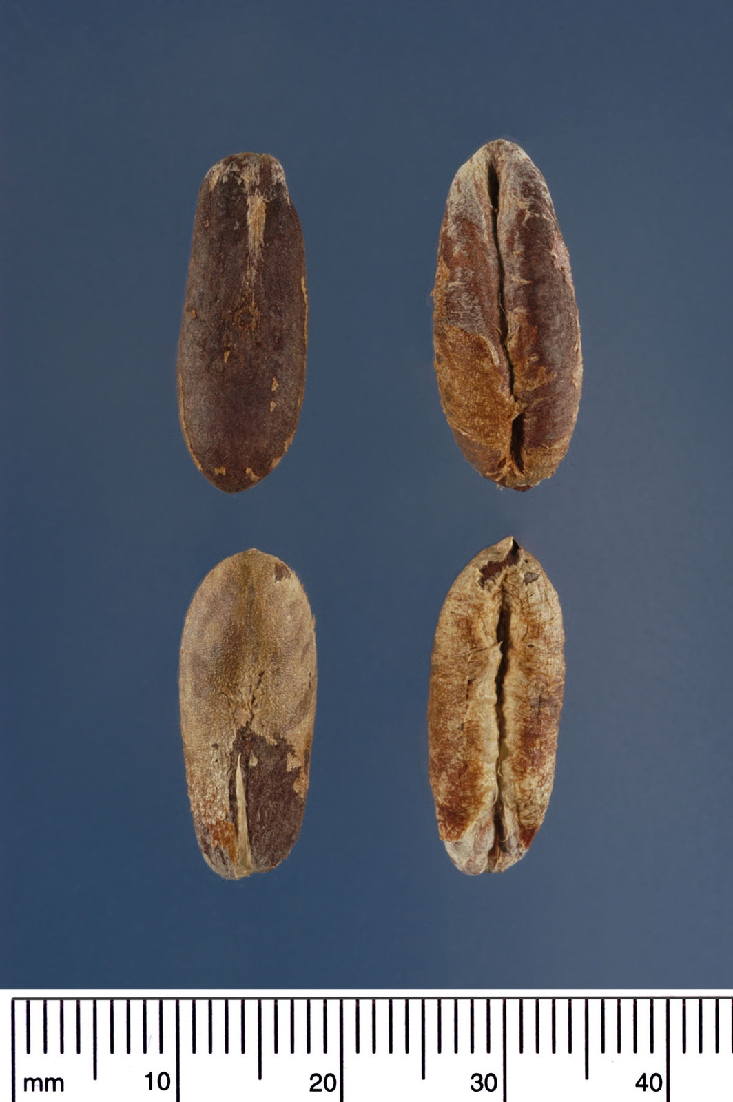 True Date Palm, Phoenix dactylifera, Tree Seeds (Showy, Edible, Evergreen)