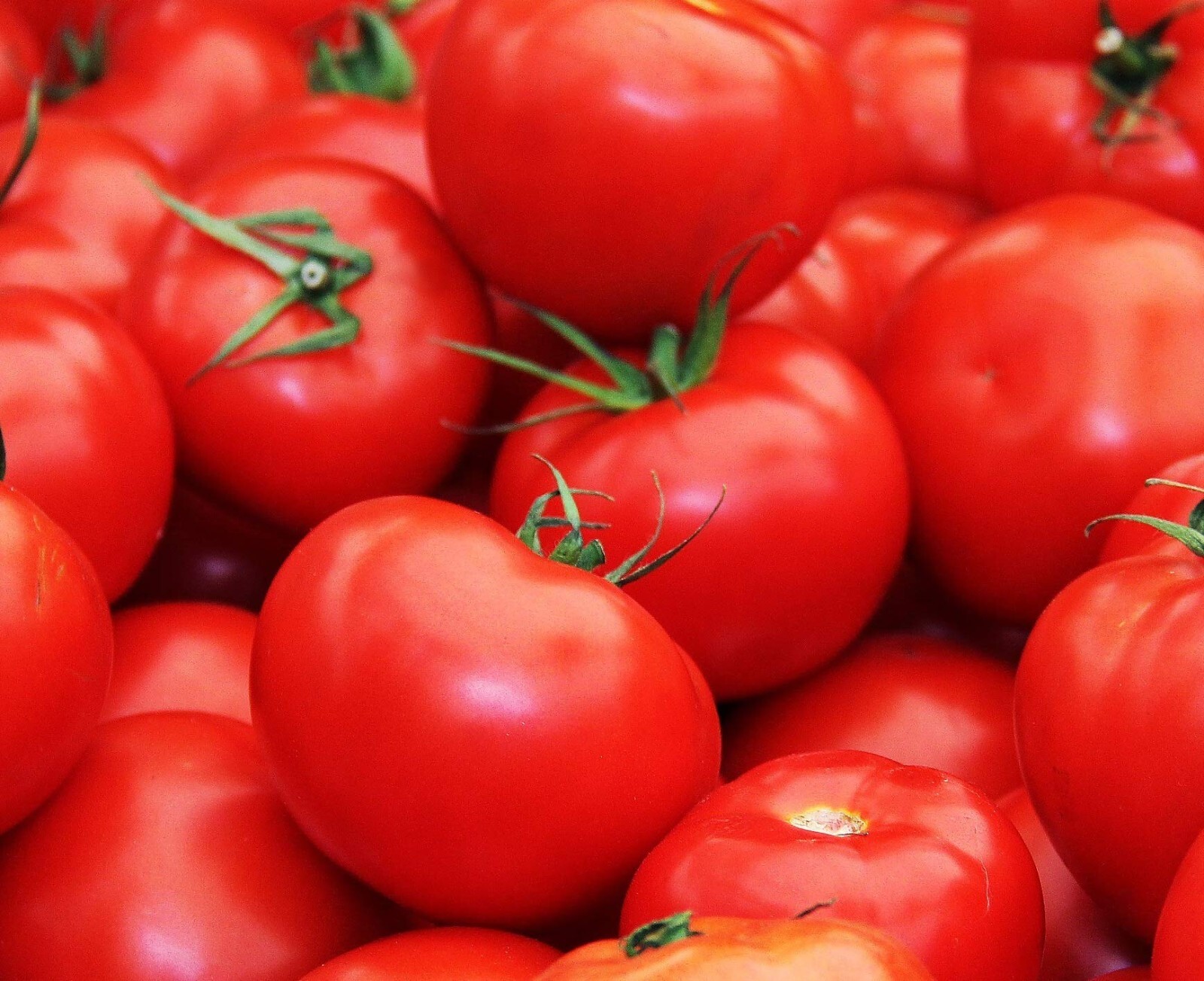 Floridade Tomato Seeds, NON-GMO, Heirloom, Determinate, Hot/Humid, FREE SHIP