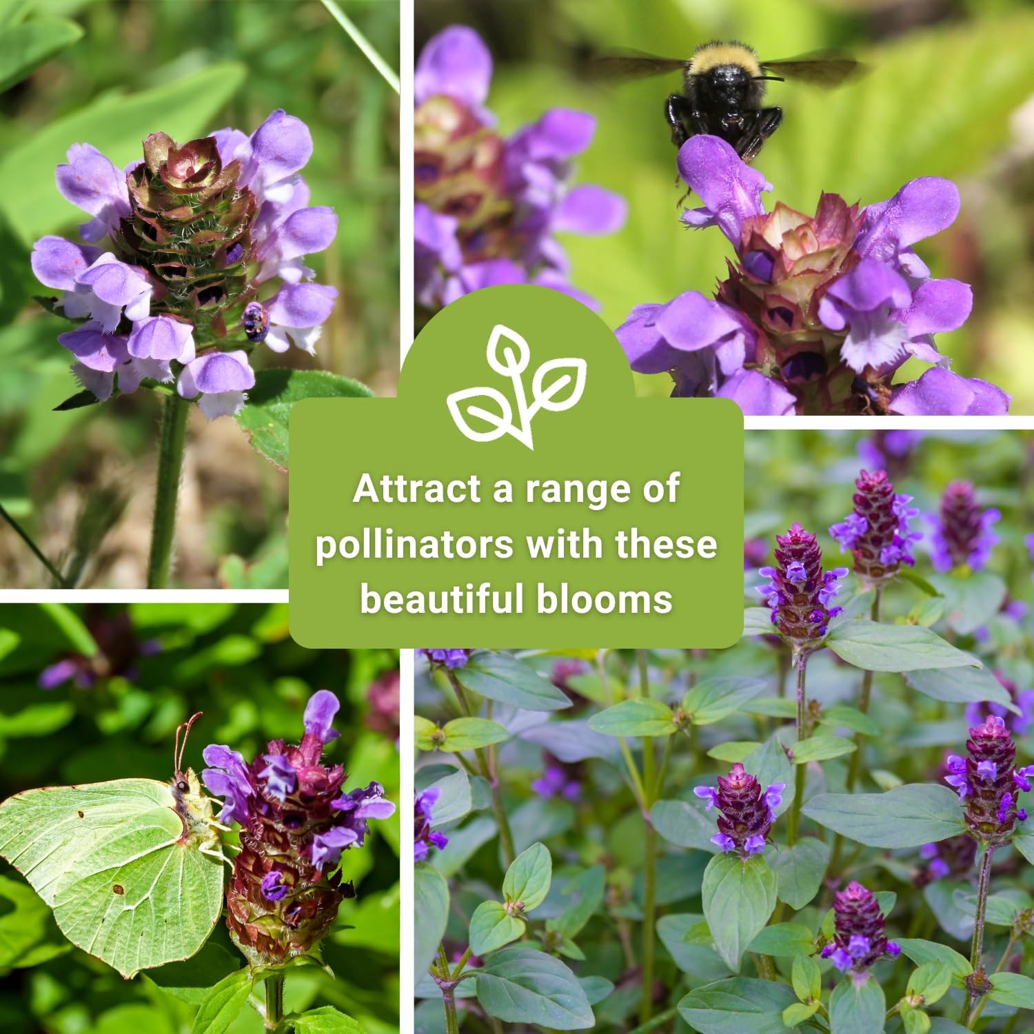 Heal-All Seeds for Planting – Non-GMO Medicinal Herb for Wildflower Gardens