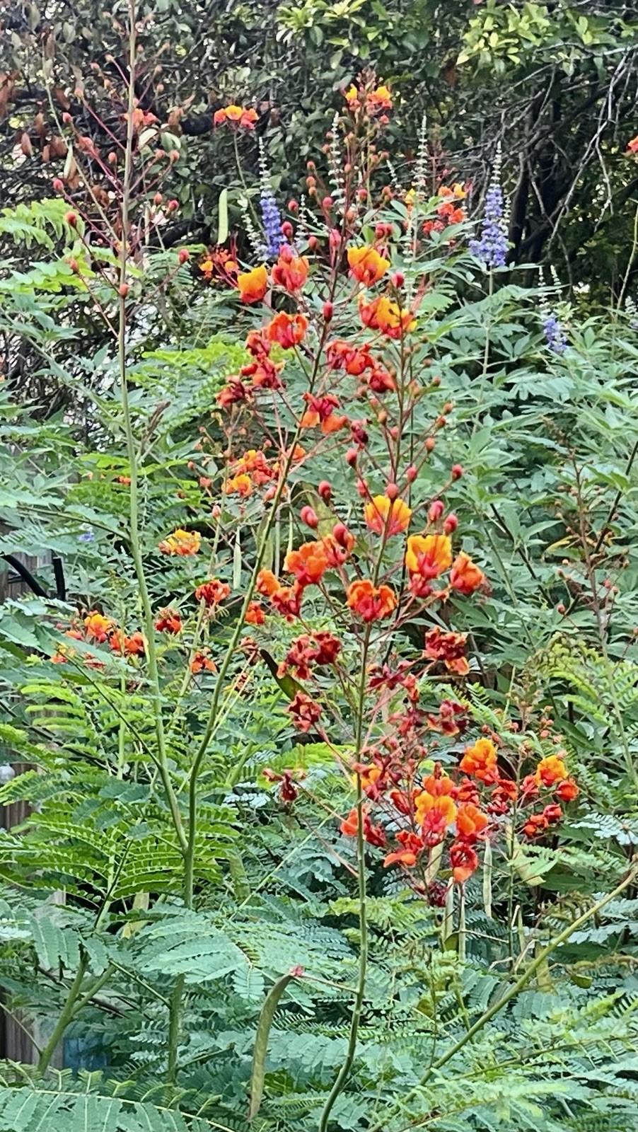 Pride of Barbados Mexican Bird of Paradise Seeds. 12 Seeds.