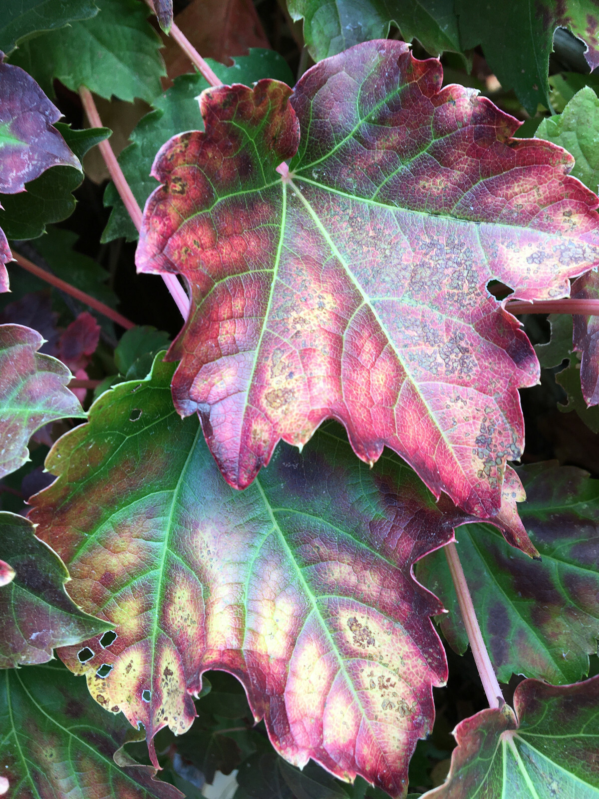 Classic Boston Ivy (Parthenocissus tricuspidata), 30 seeds – free shipping