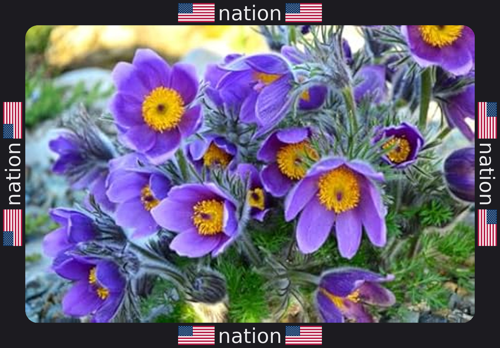 Eastern Pasqueflower Seeds – 30 Prairie Crocus Perennial Planting Seeds