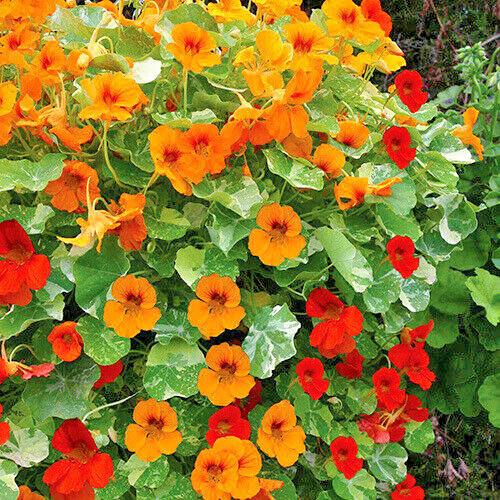 Dwarf Jewel Mix Nasturtium Seeds |Tropaeolum Vine Orange Edible Flower Seed 2024