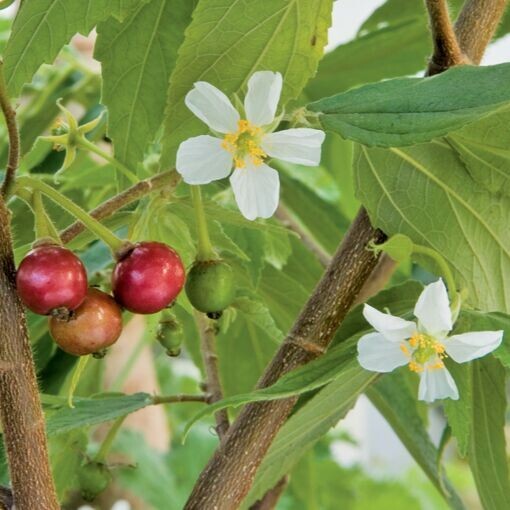 Jamaican Cherry aka Strawberry Tree Muntingia calabura ~ Rooted Starter Plant