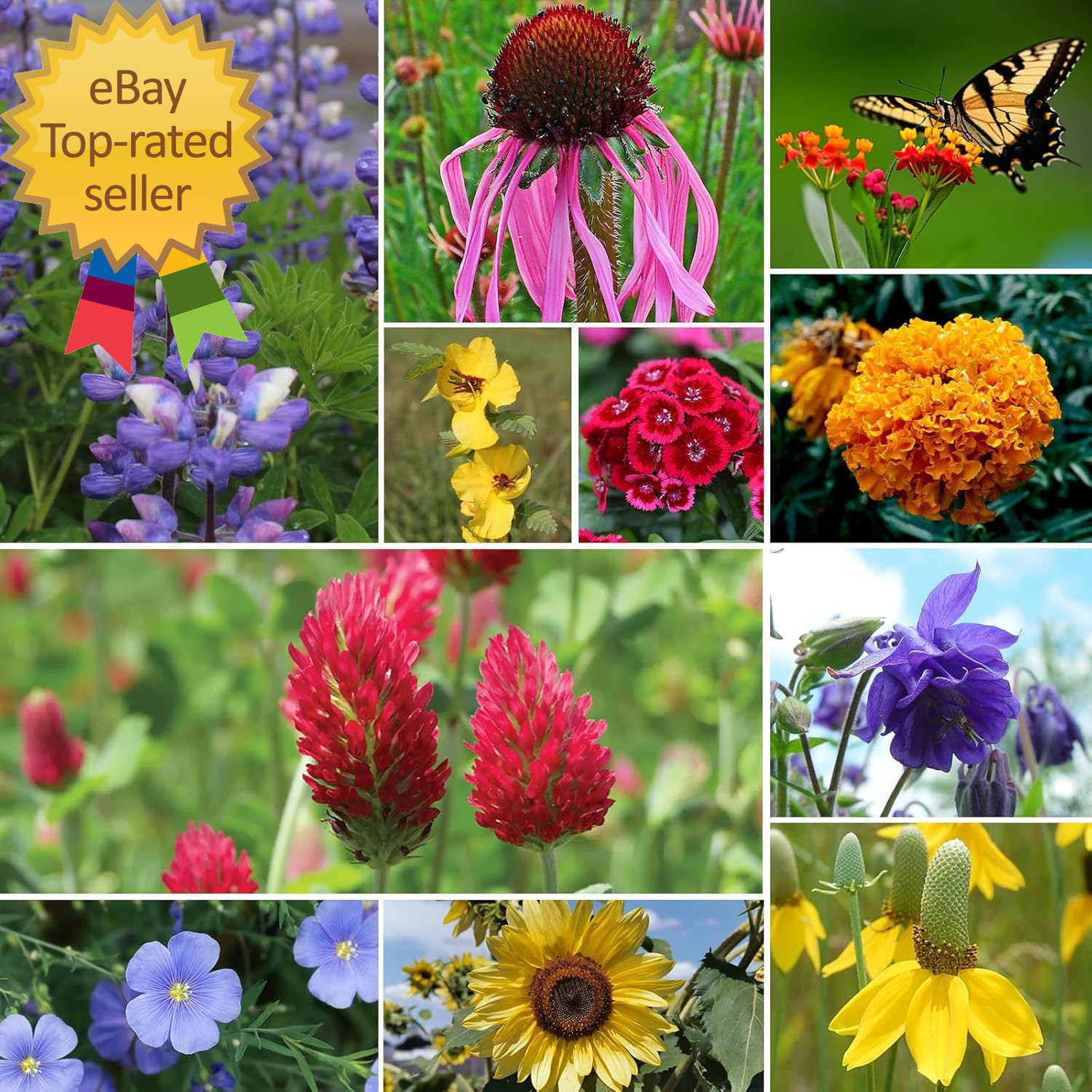 Attracts Pollinators Plant in Spring or Fall Zones 3 to 9 unique for Easy use