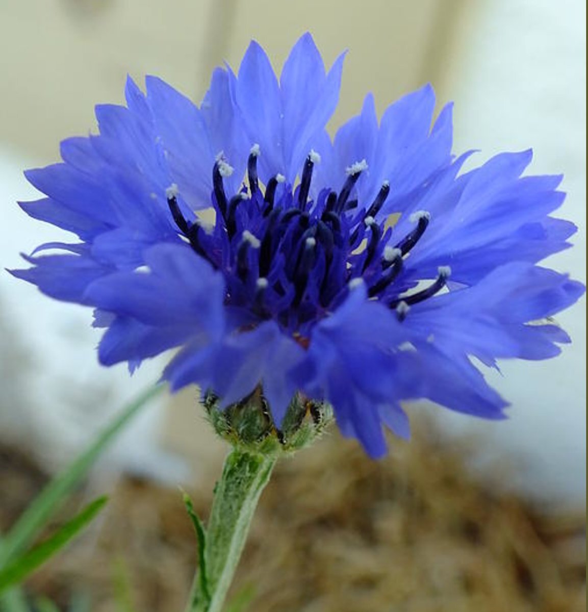 Tall Blue Cornflower Bachelor Button Seeds 200+ Flower Centaurea Cyanus FREE S&H