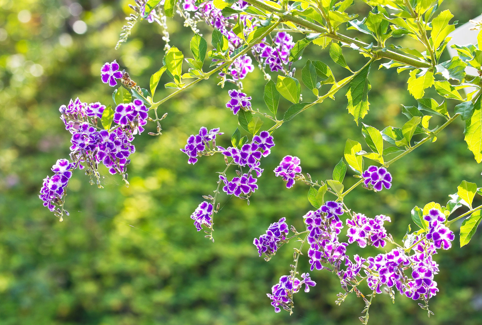 10 GOLDEN DEWDROP Duranta Erecta Repens Golden Foliage Blue Violet Purple White