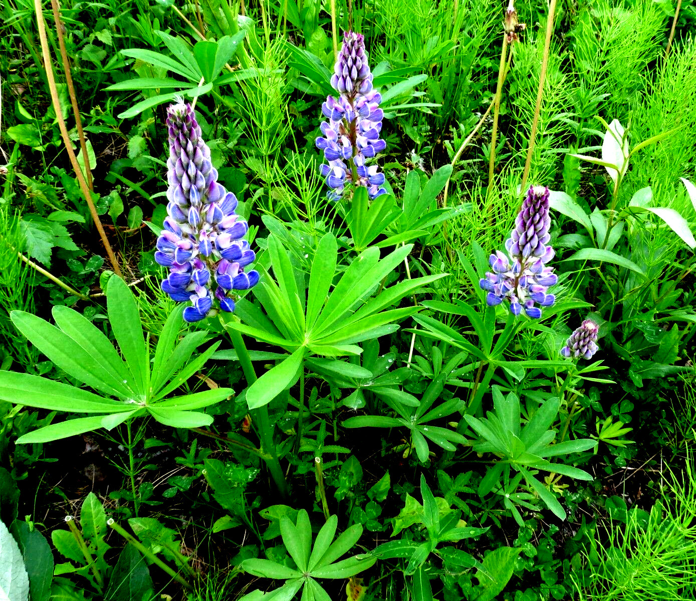 Alaska Arctic Lupine Flower Seeds from the Pristine Denali Area – 200+ Seeds