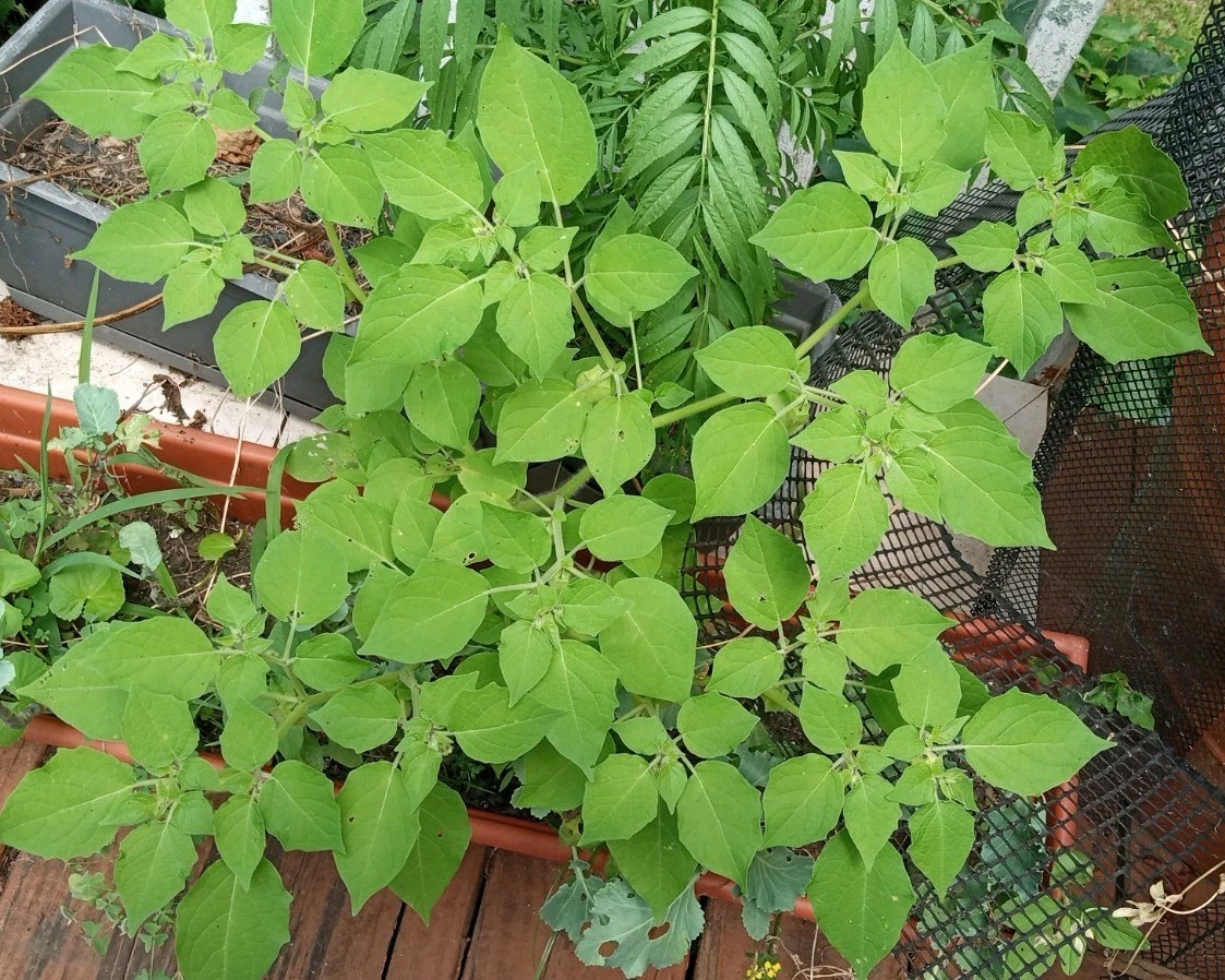 25 Rare Ground Cherry (Physalis pruinosa) Seeds.US Grown Seeds .Dwarf Plants.