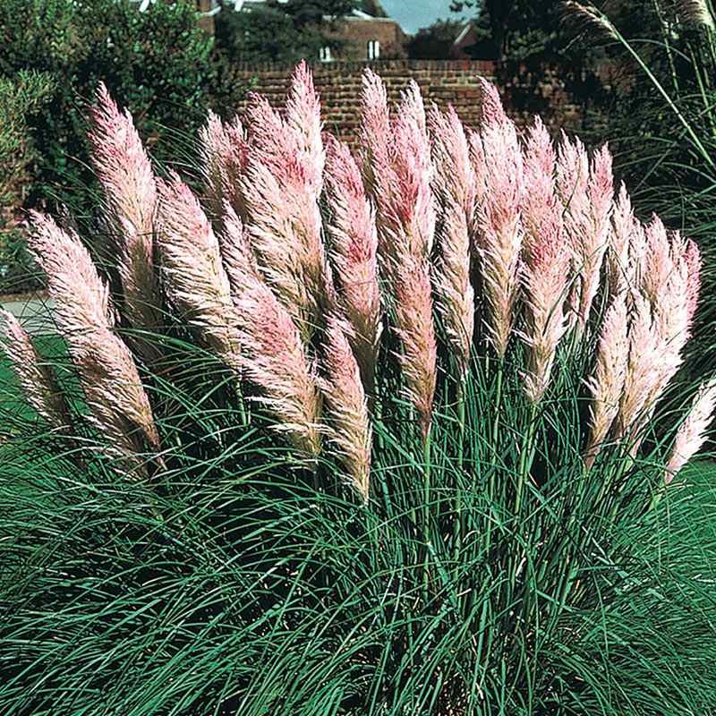 2000 Seeds Pink Pampas Drought Tolerant Ornamental Grass Plants Seed For