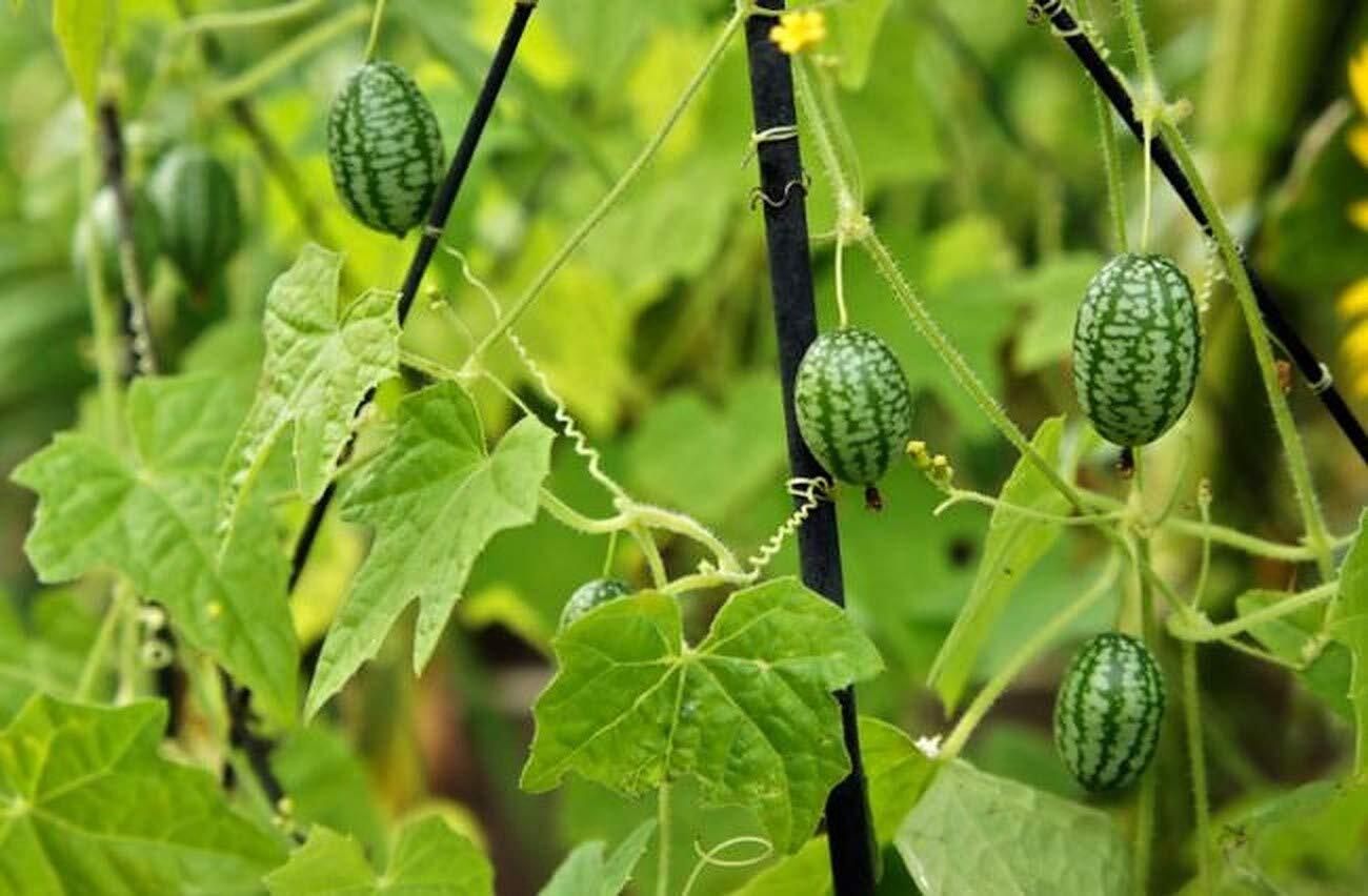Cucamelon 20 Seeds – Mouse Melon, Melothria Scabra Mini Cucumber, Mexican Sour G