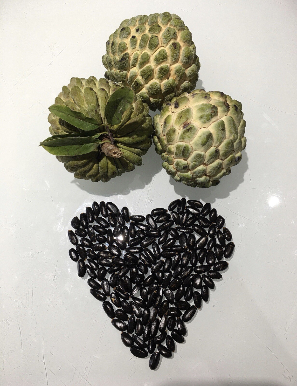 10 SEEDS ONLY Sugar Apple | Atis | Organic | SEEDS ONLY For Planting