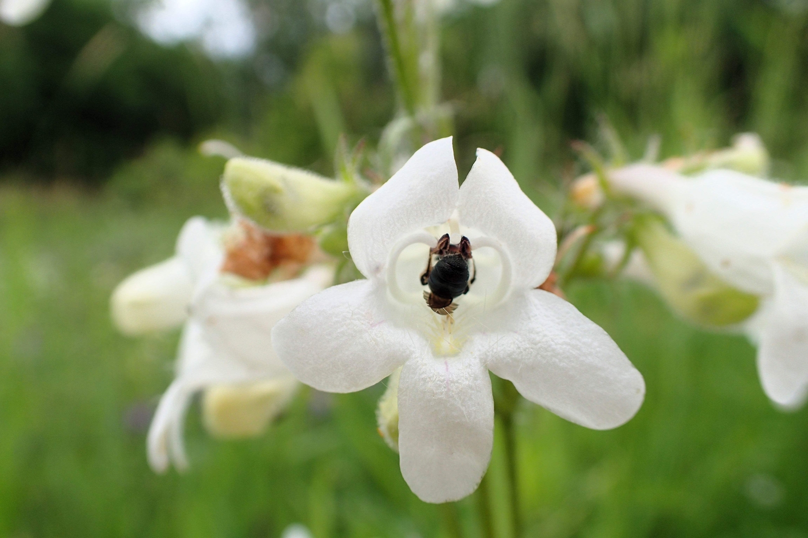 1000 WHITE FOXGLOVE BEARDTONGUE Penstemon Digitalis Flower Seeds