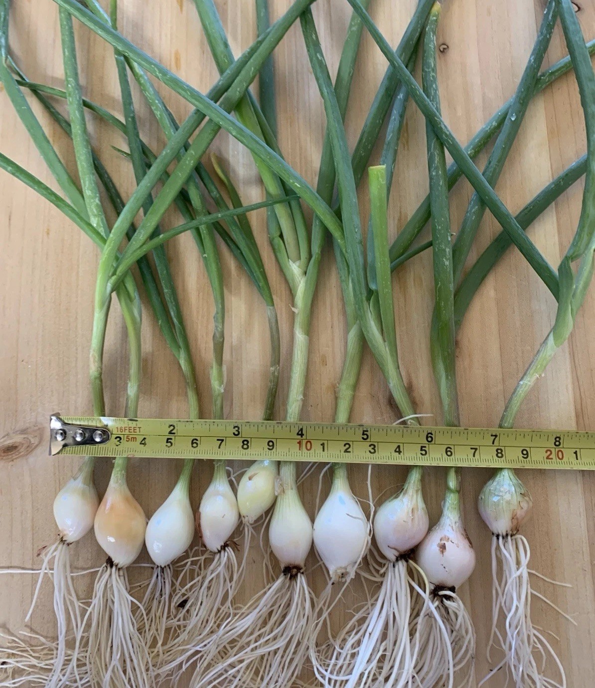 10 Egyptian Walking Onion Plants 2 Year Perennials Picked & Trimmed on Ship Date