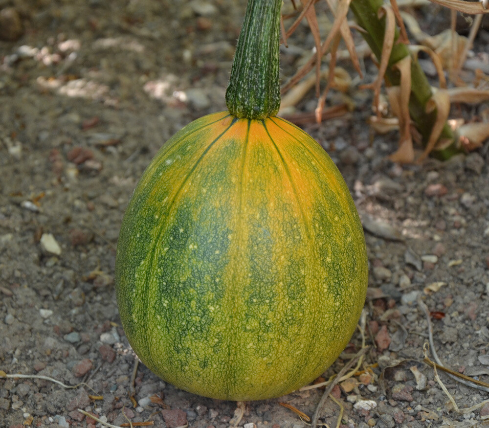 Tatume Summer Squash Seeds, Mexican Squash, NON-GMO, Calabacita, FREE SHIPPING