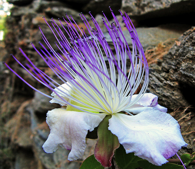 Capparis Spinosa, Caper Bush, Edible Flinders Rose 20 Seeds / USA