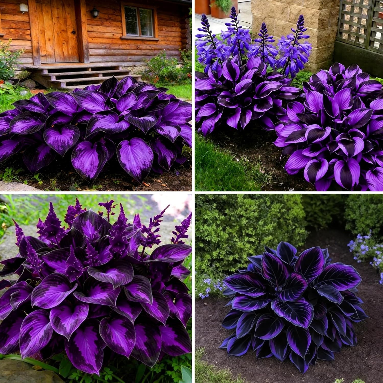 Diverse Rare Hosta Seeds for Planting – 200+pcs Fragrant Perennials for Shade