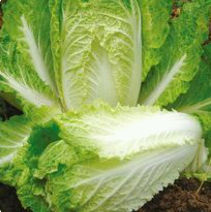 1000 CHINESE MICHIHLI CABBAGE Seeds-Non GMO-Organic-Open Pollinated.