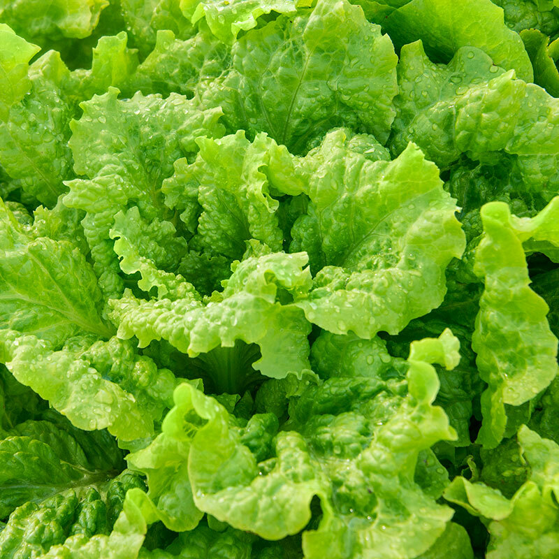 Black Seeded Simpson Lettuce Seeds 600+ Leaf Vegetable NON-GMO US FREE SHIPPING
