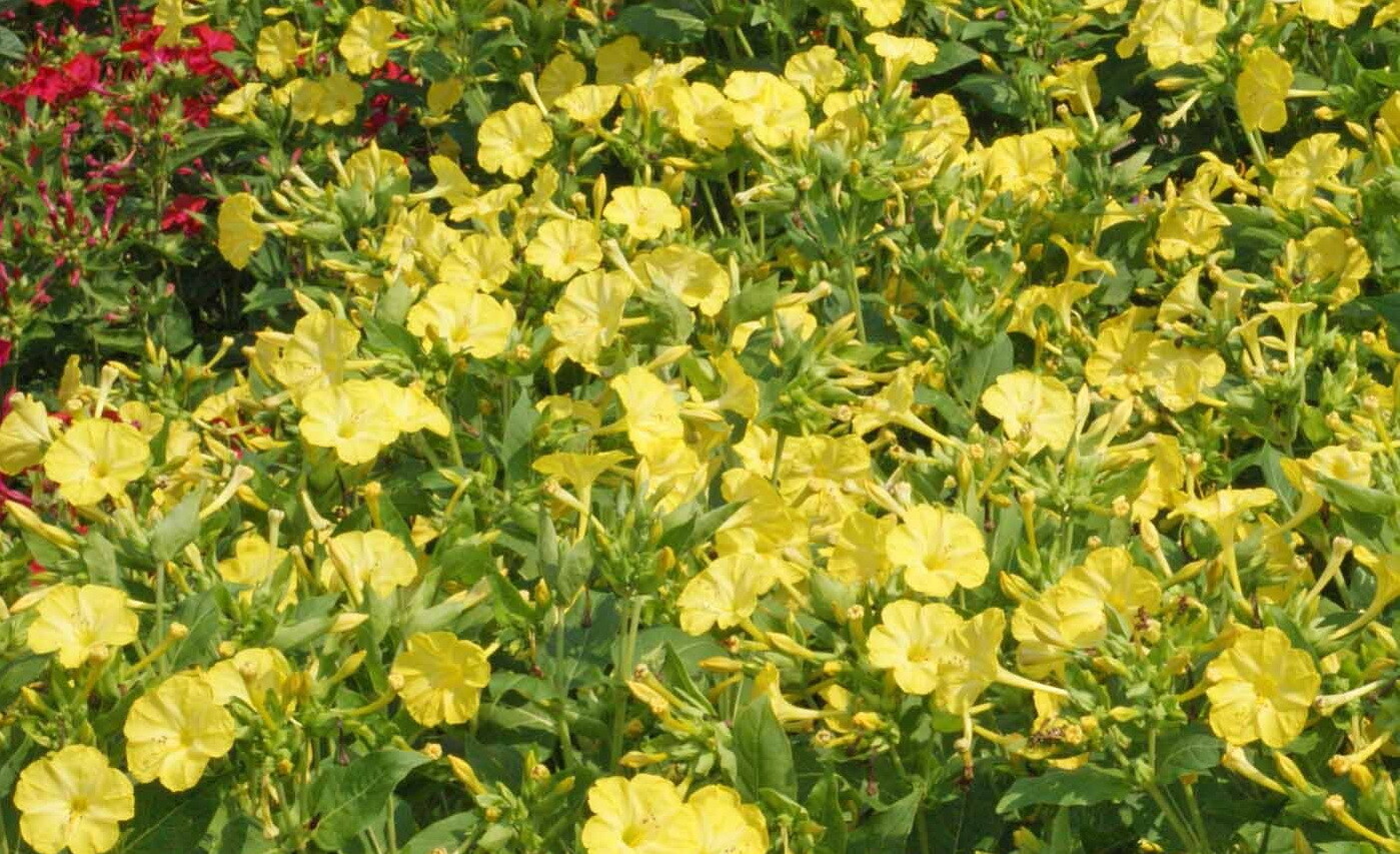 100 Yellow Four O’Clock Flower Seeds Mirabilis jalapa
