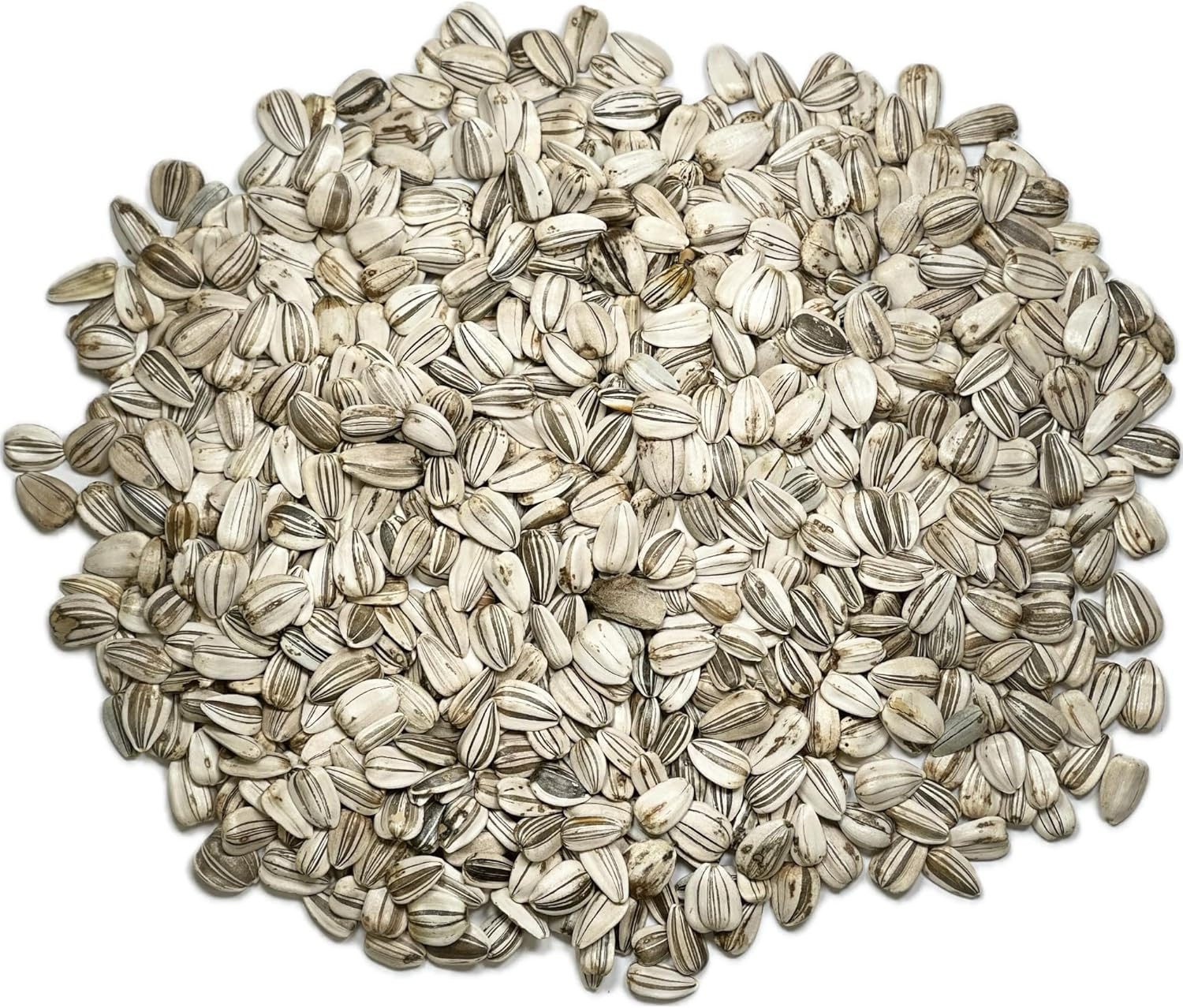 Mammoth Grey Stripe Sunflower Seeds | 600+ Heirloom Seeds Helianthus Annuus Non