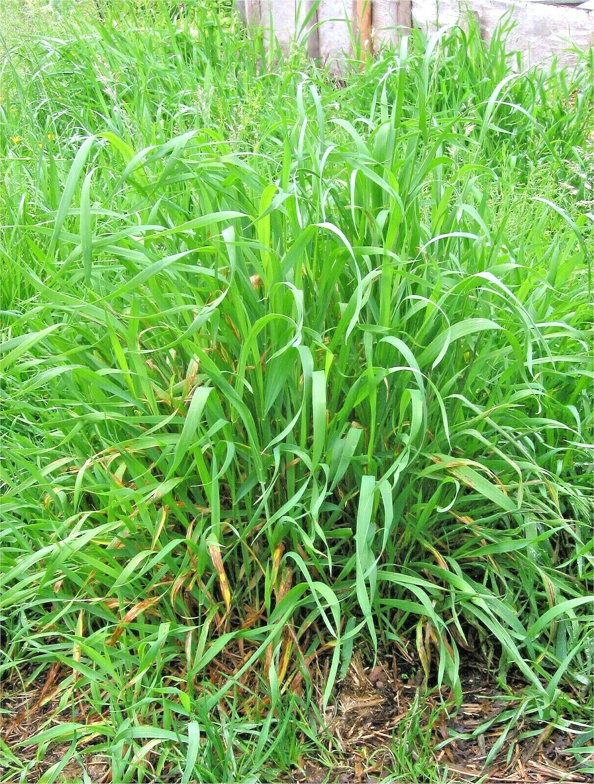 500+VIRGINIA EASTERN WILD RYE Grass Seeds Native Prairie Bunchgrass Spring Fall