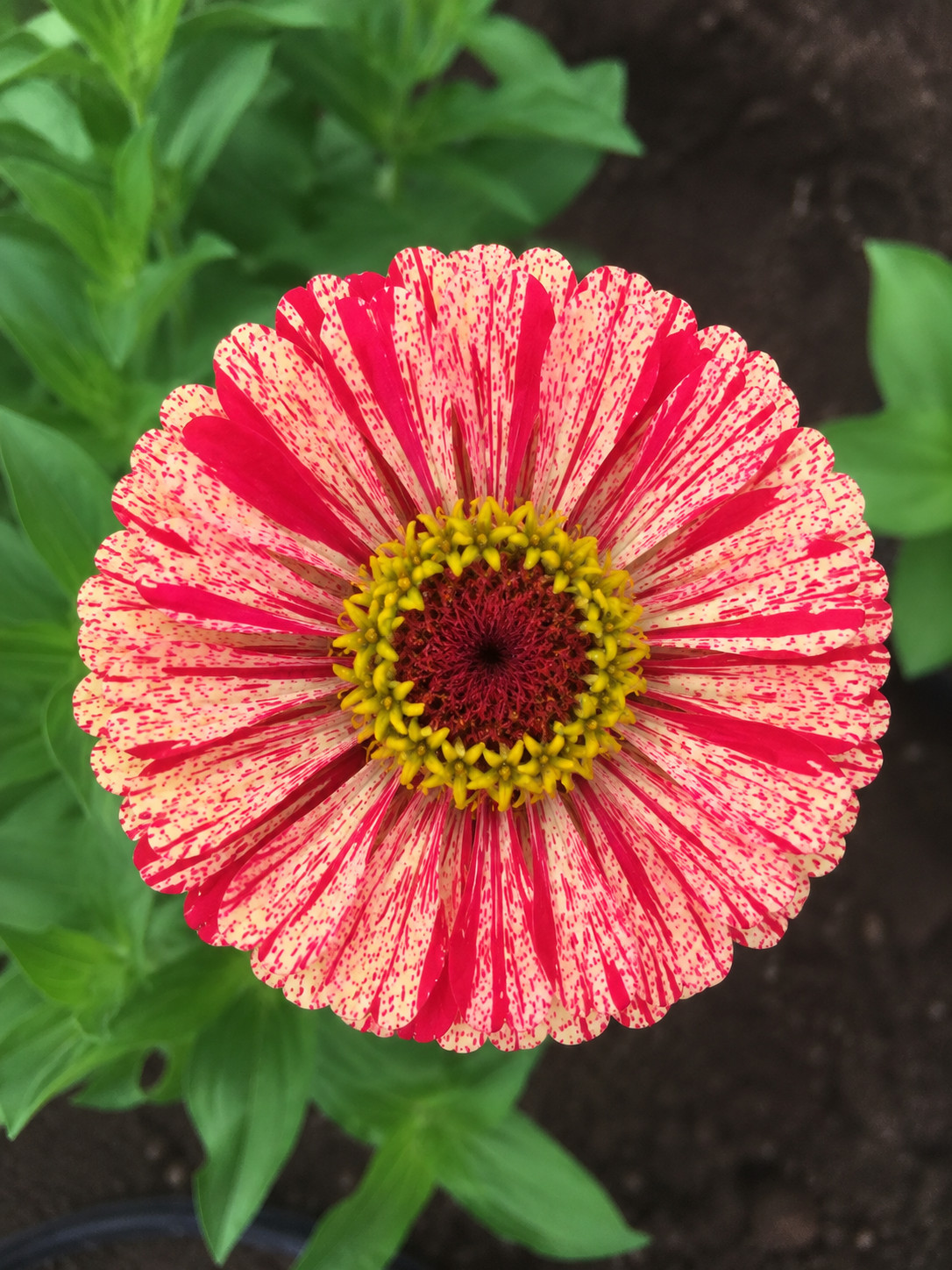 Bon Bon Mix Zinnia Seeds Candy Striped Heirloom Cut Flower Annual