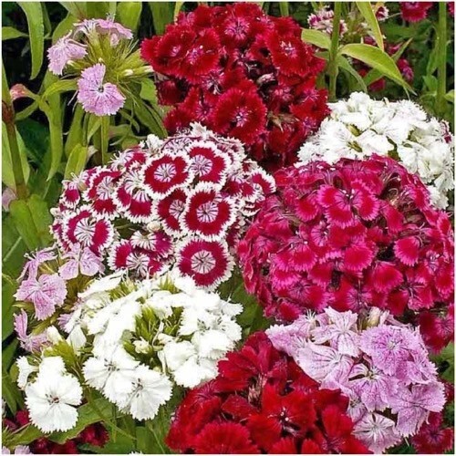75+ Sweet William Super Duplex Mix seeds