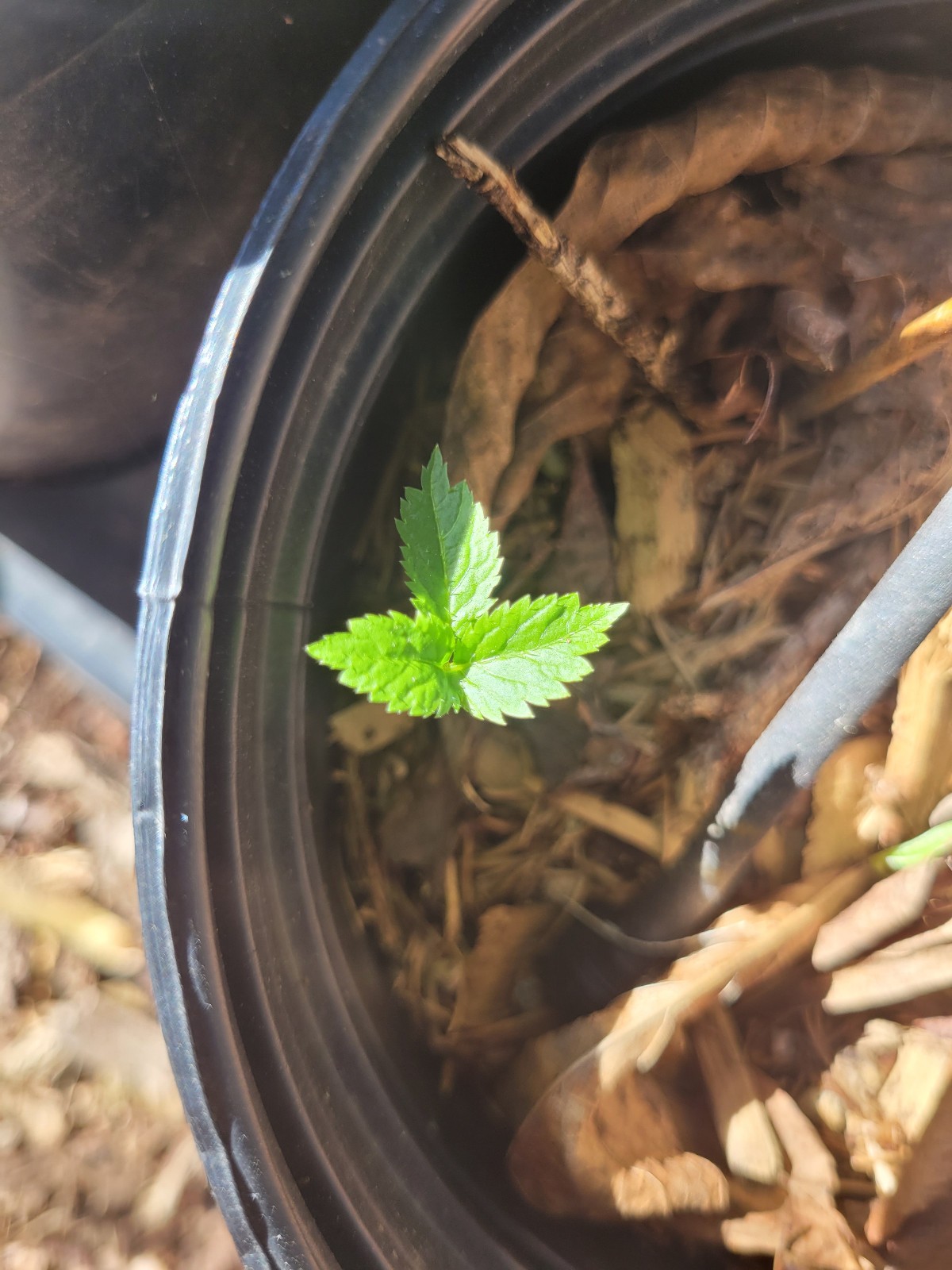 50 Wild American Ginseng Seeds for Planting – Panax quinquefolius